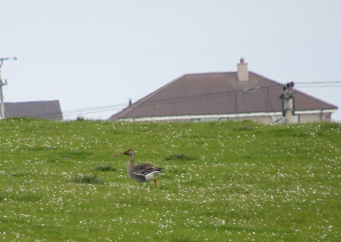 Tundra Bean Goose