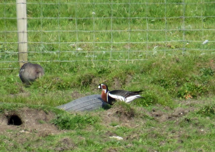 Red-breasted Goose