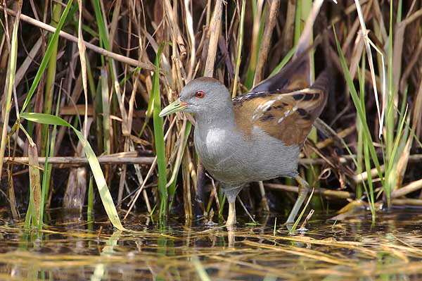 Little Crake