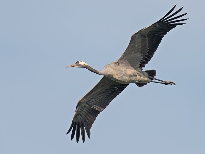 Common Crane