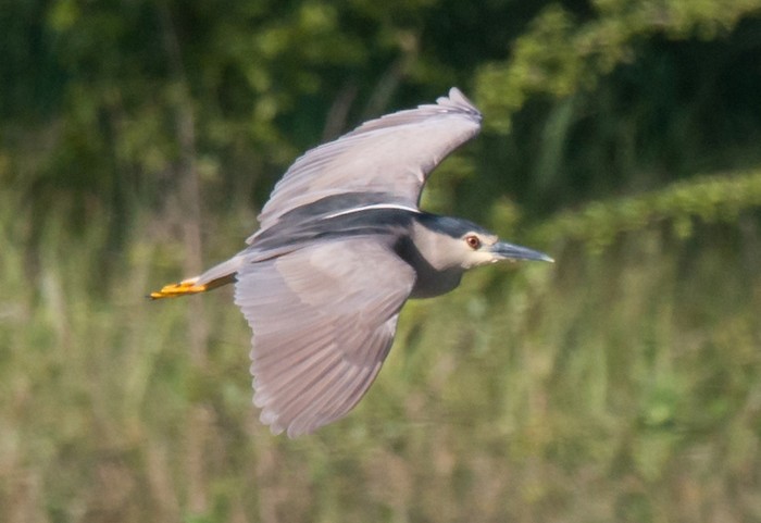 Night Heron