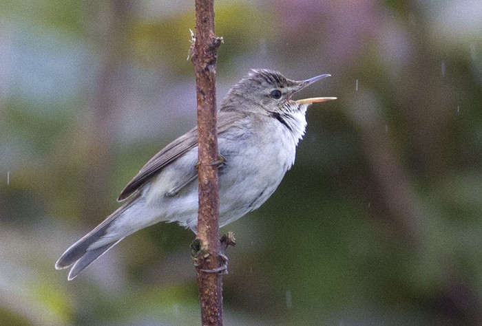 Blyth's Reed Warbler