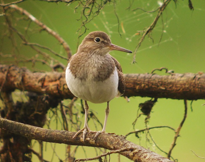 Common Sandpiper