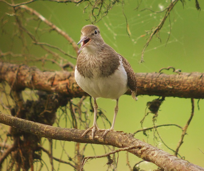 Common Sandpiper