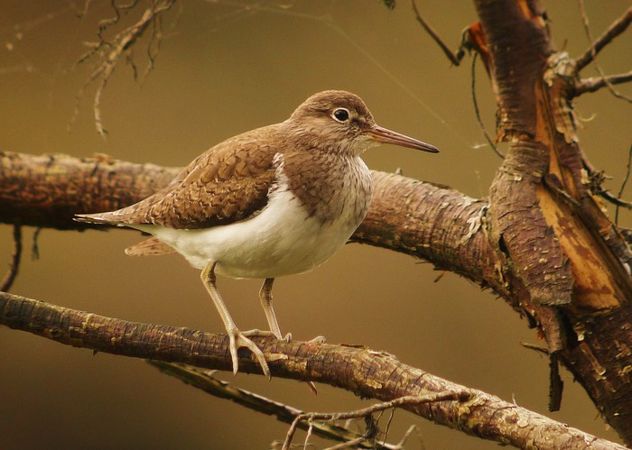 Common Sandpiper