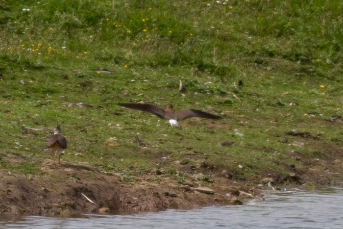 Black-winged Pratincole
