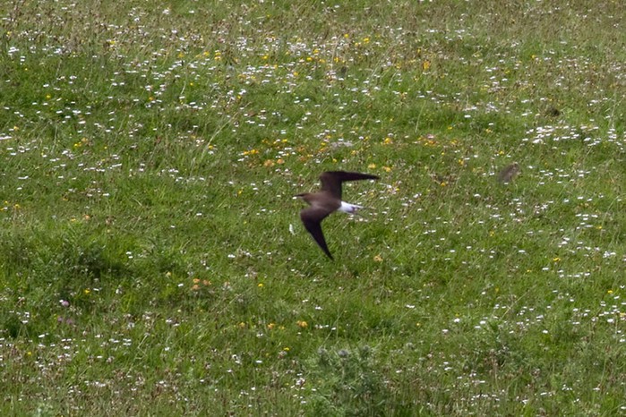 Black-winged Pratincole