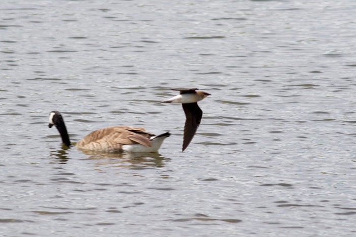 Black-winged Pratincole