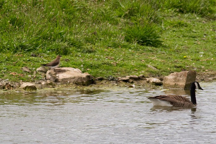 Black-winged Pratincole