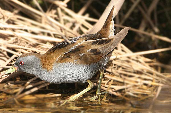 Little Crake
