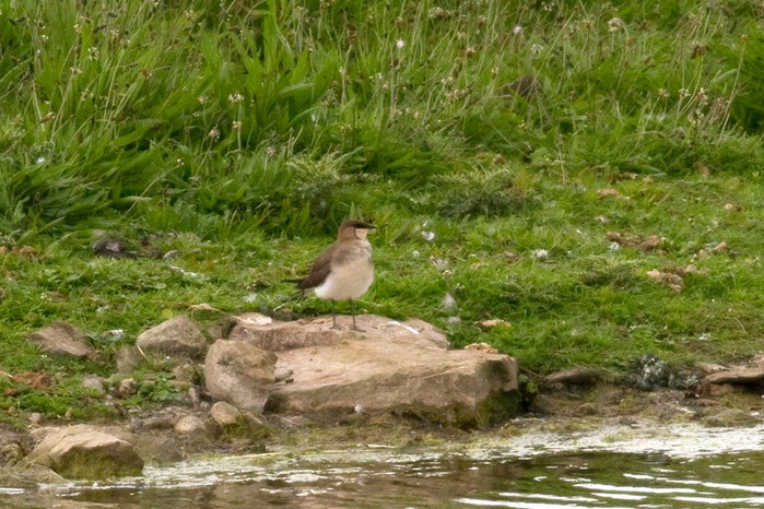 Black-winged Pratincole