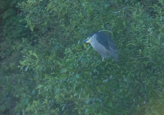 Night Heron