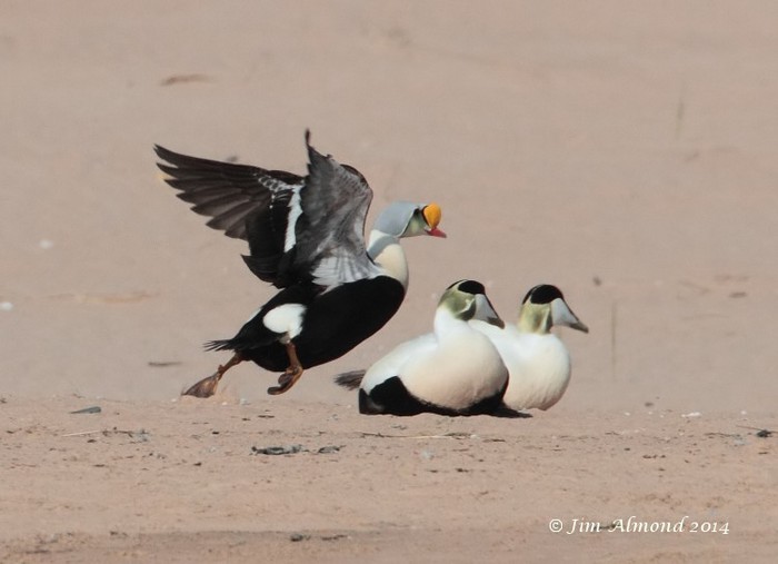 King Eider