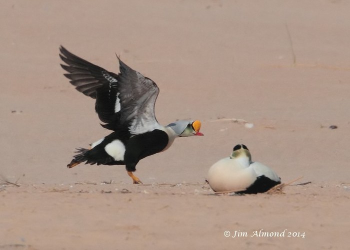 King Eider