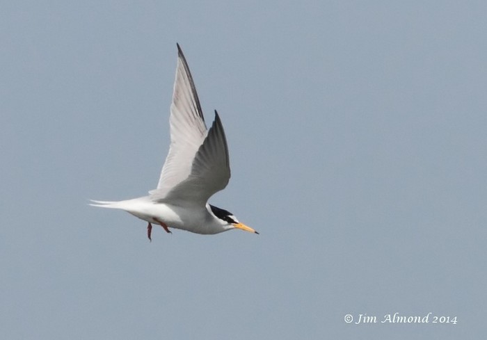 Little Tern