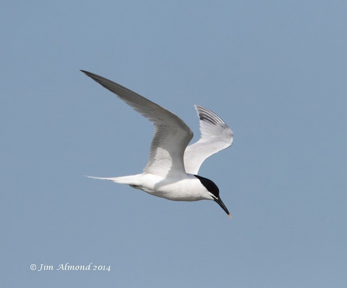 Sandwich Tern