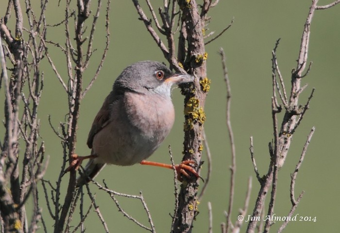Spectacled Warbler