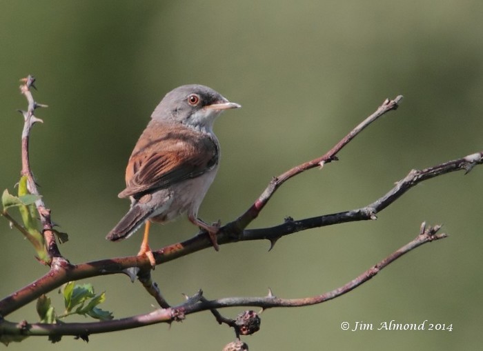 Spectacled Warbler