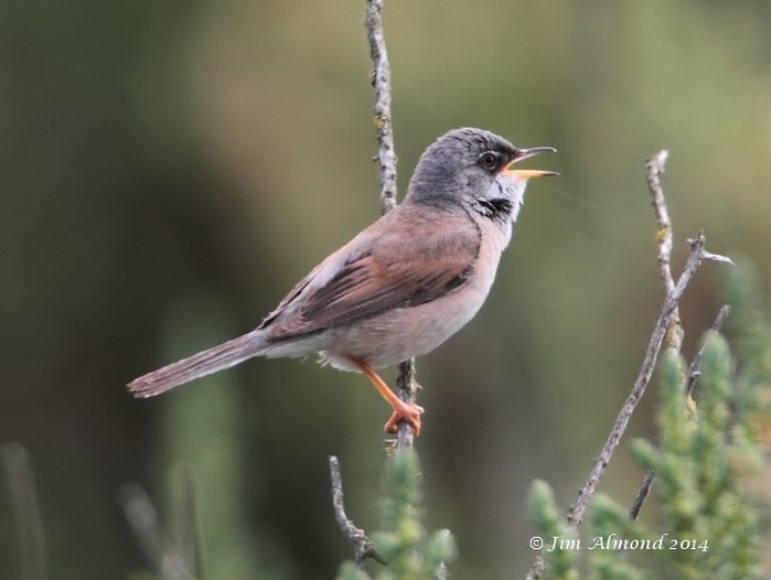 Spectacled Warbler