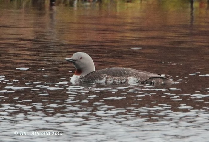 Red-throated Diver