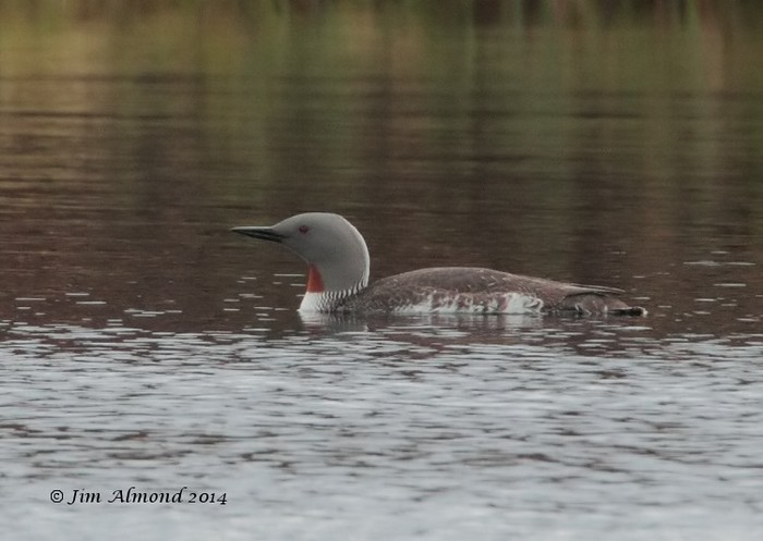Red-throated Diver