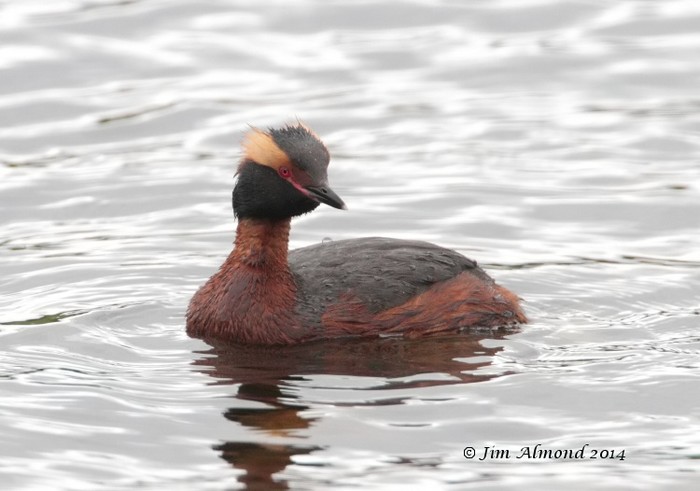 Slavonian Grebe
