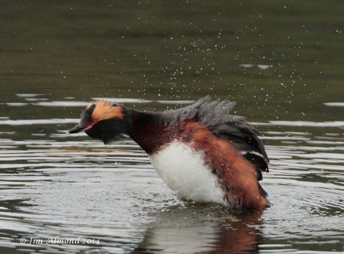 Slavonian Grebe