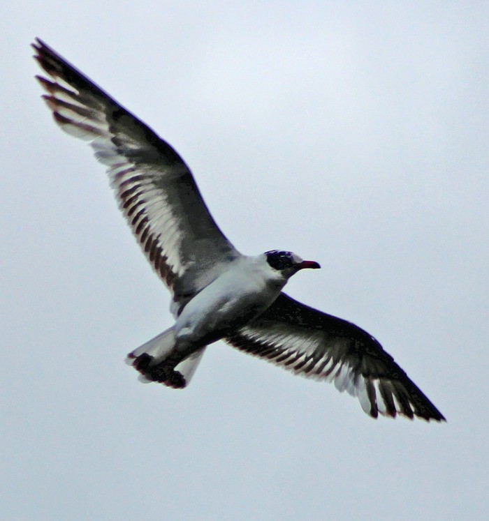 Mediterranean Gull