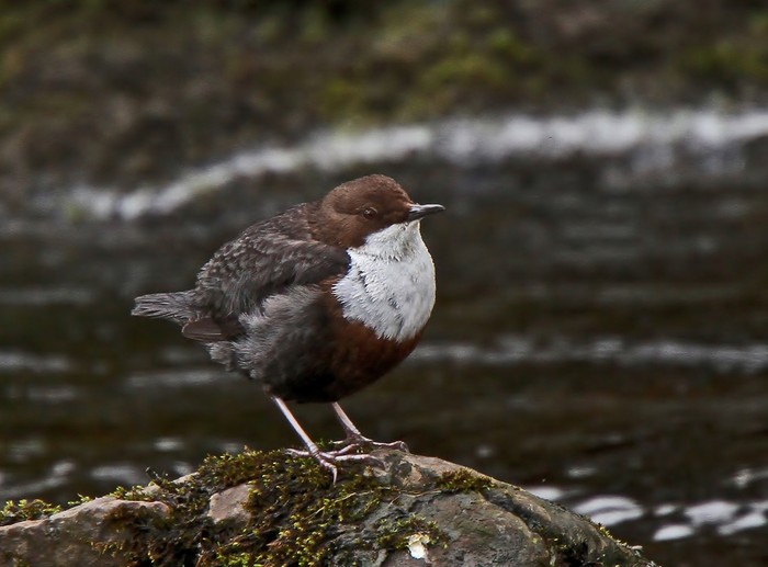 Dipper