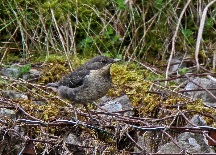 Dipper 