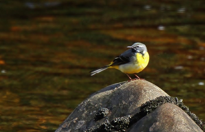 Grey Wagtail
