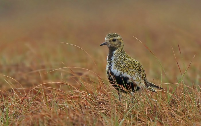 Golden Plover