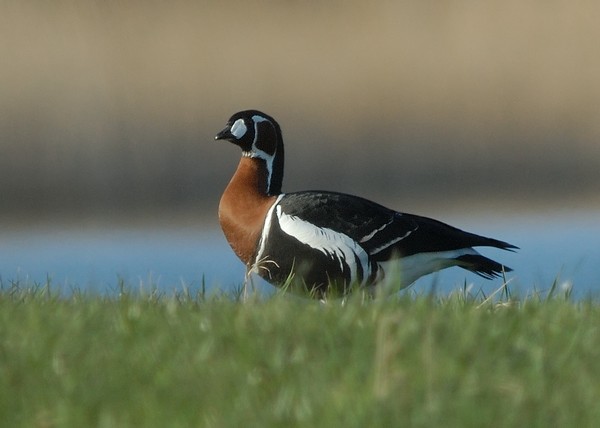 Red-breasted Goose