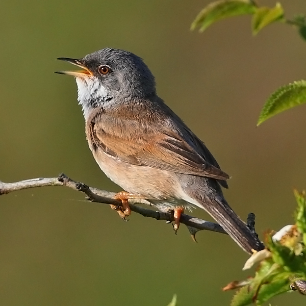 Spectacled Warbler