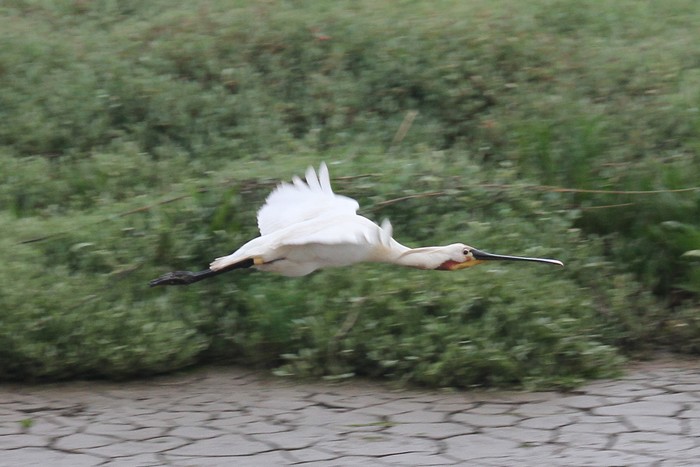 Spoonbill