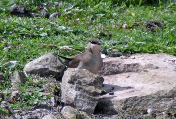 Black-winged Pratincole