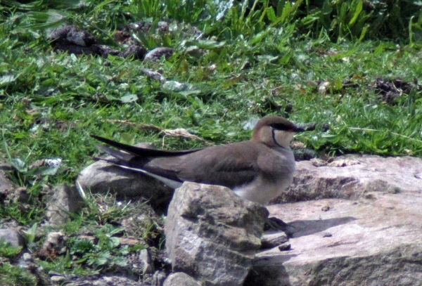 Black-winged Pratincole