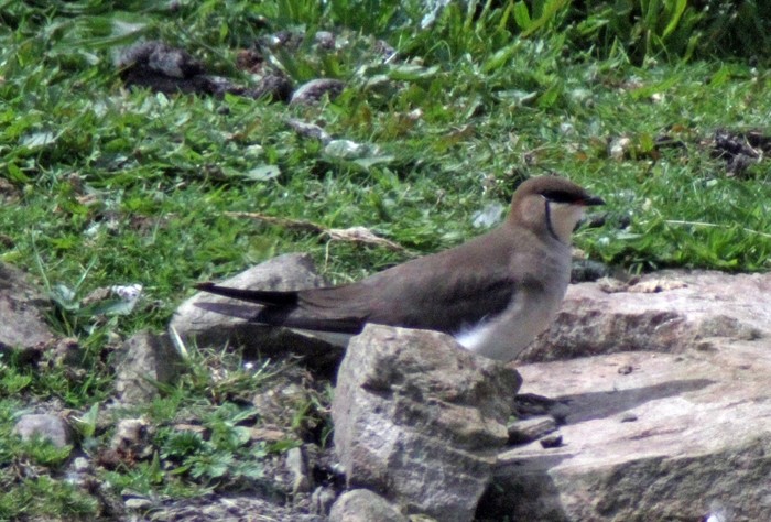Black-winged Pratincole