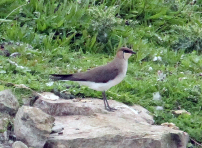 Black-winged Pratincole