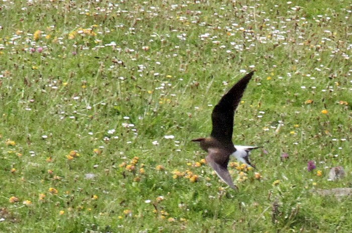 Black-winged Pratincole