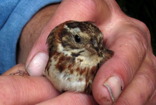 Rustic Bunting
