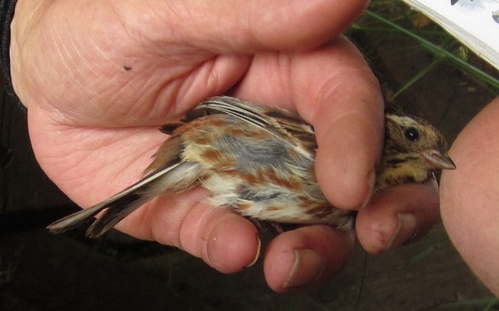 Rustic Bunting