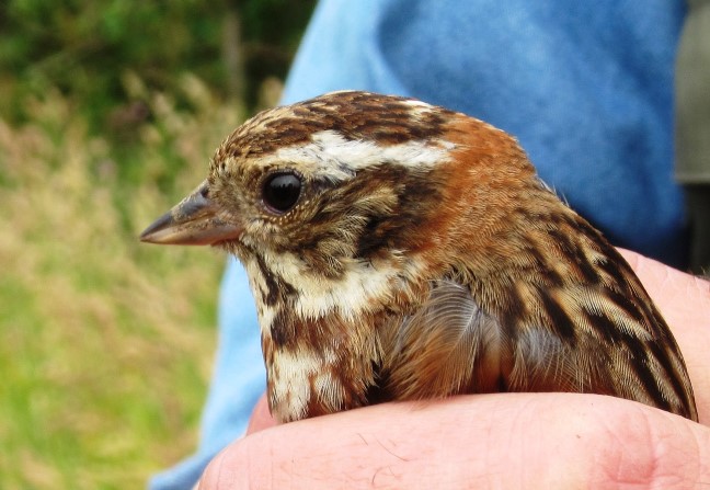 Rustic Bunting