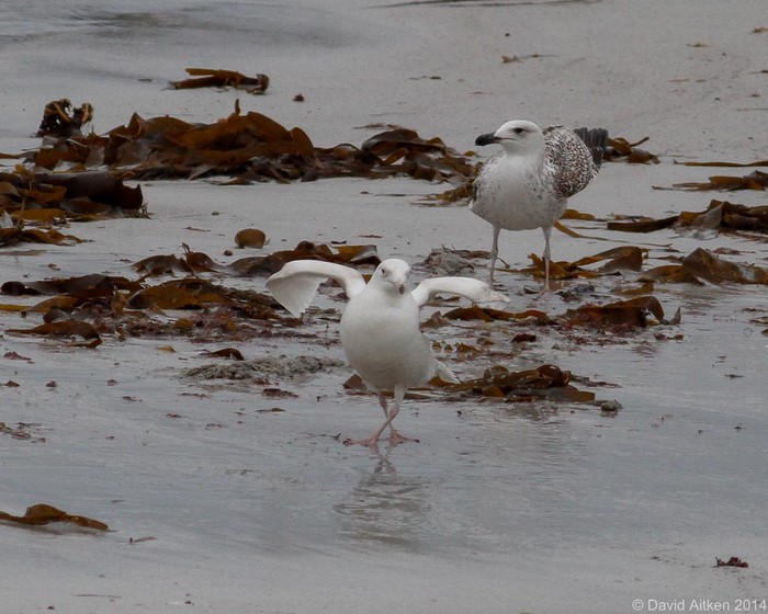 Glaucous Gull