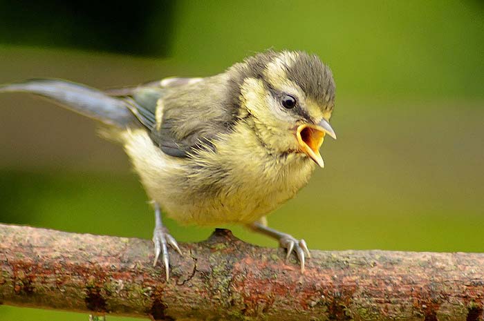 Blue Tit