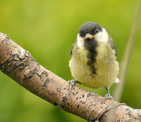 Great Tit