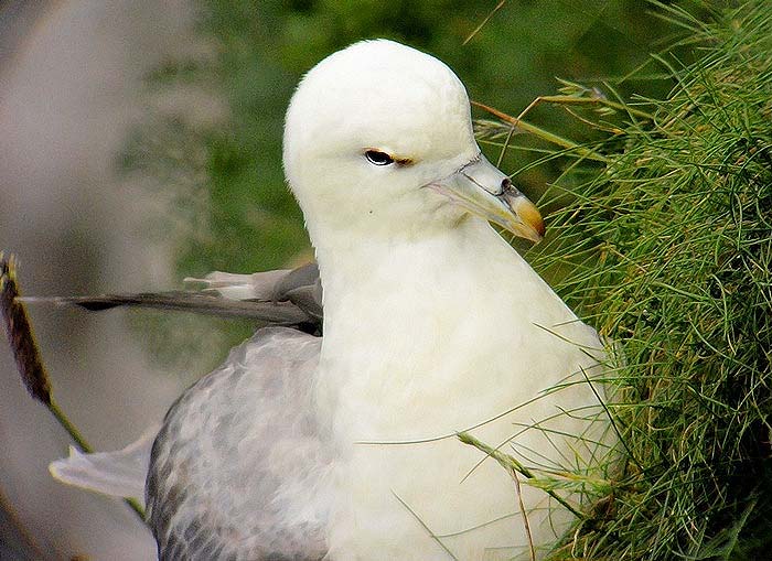 Fulmar