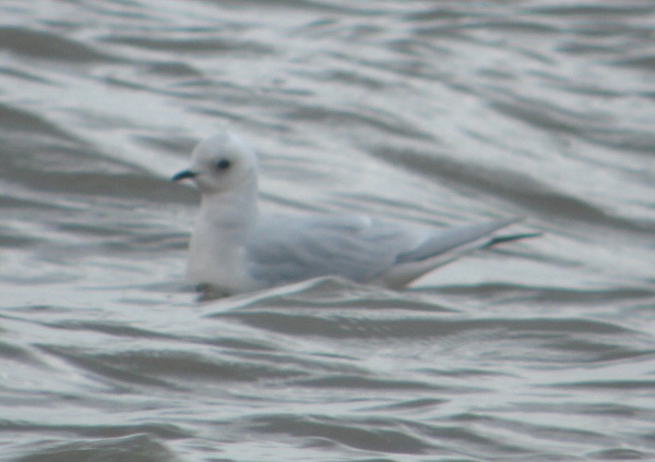 Ross's Gull