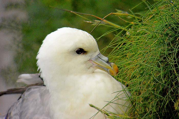 Fulmar