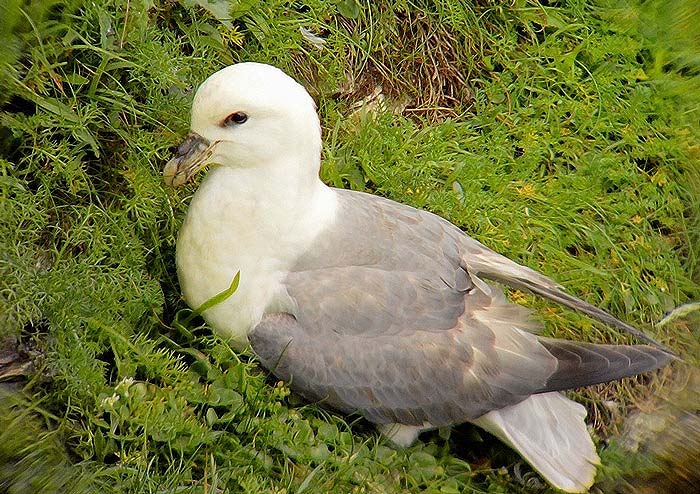 Fulmar